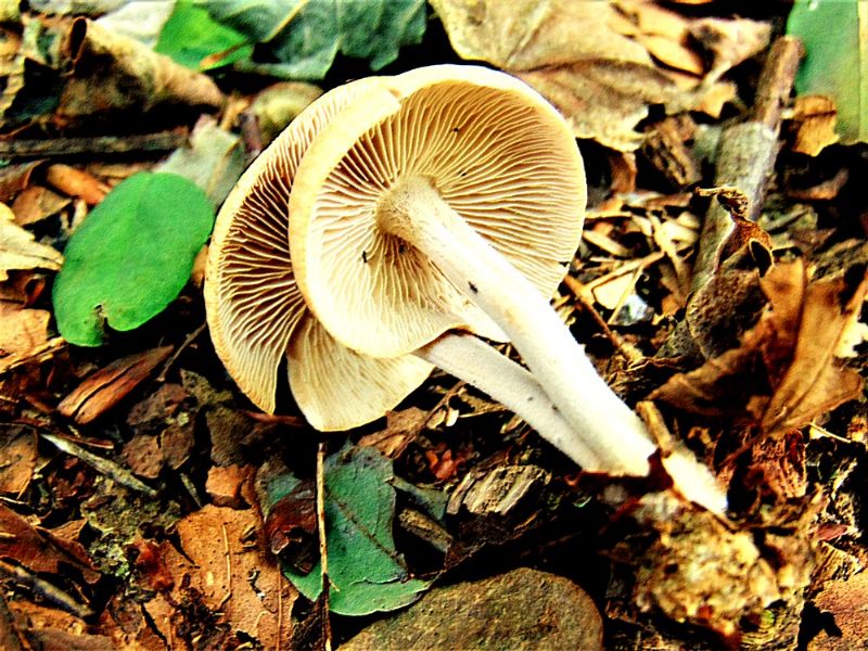 fungo da determinare