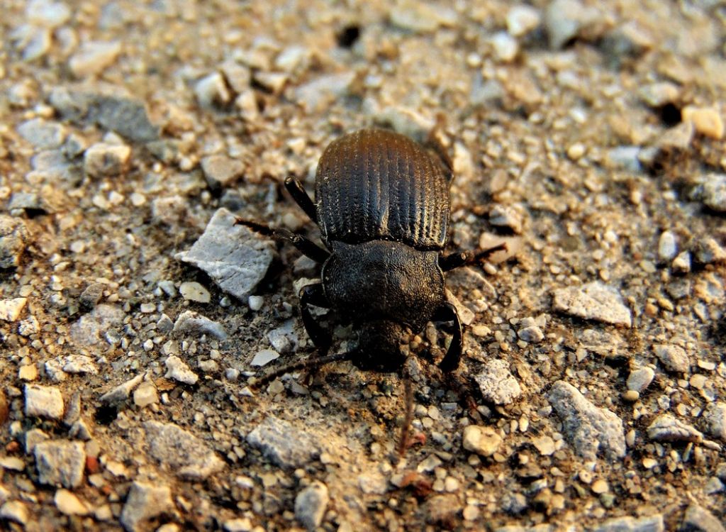 Dendarus coarcticollis (Tenebrionidae)