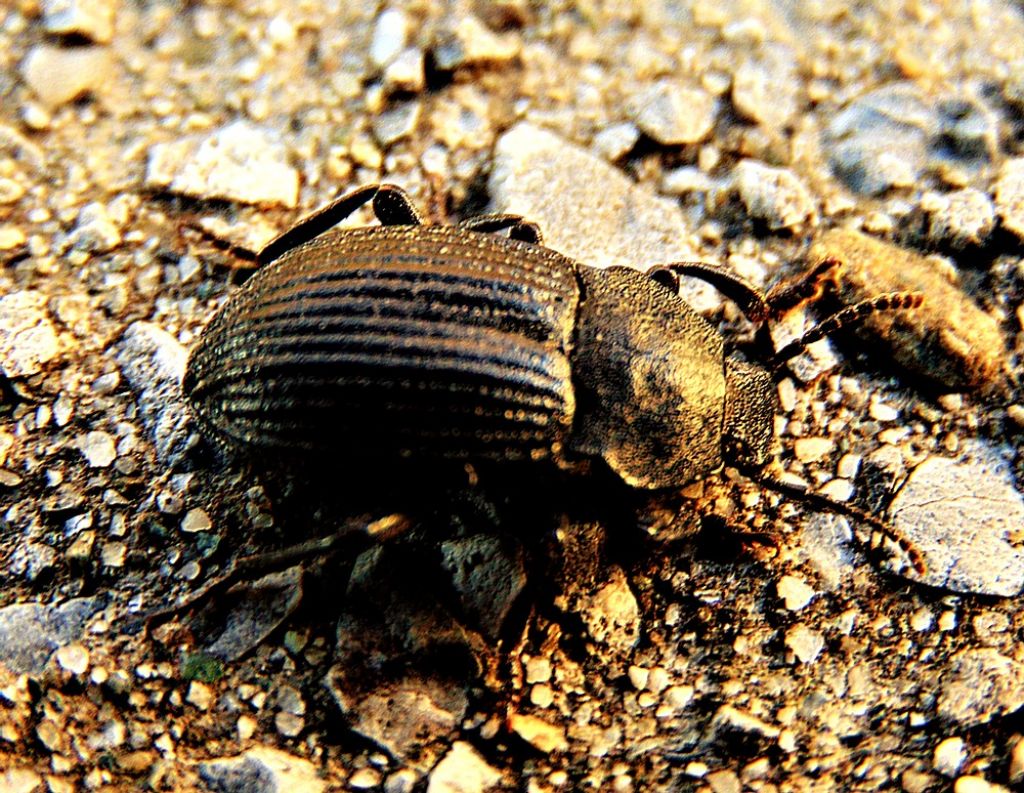 Dendarus coarcticollis (Tenebrionidae)