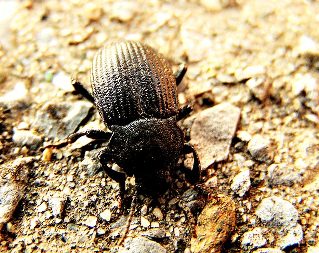 Dendarus coarcticollis (Tenebrionidae)