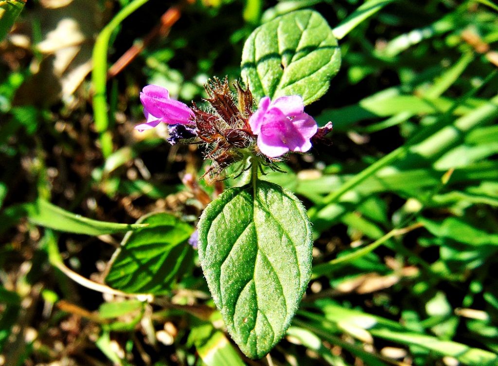 Lamiaceae: Clinopodium vulgare