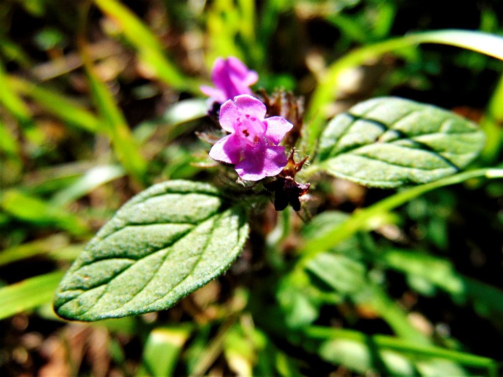 Lamiaceae: Clinopodium vulgare