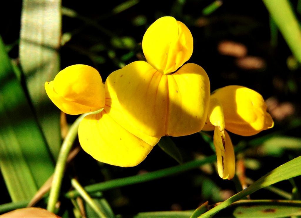 Fabaceae:  Lotus corniculatus (cfr.)