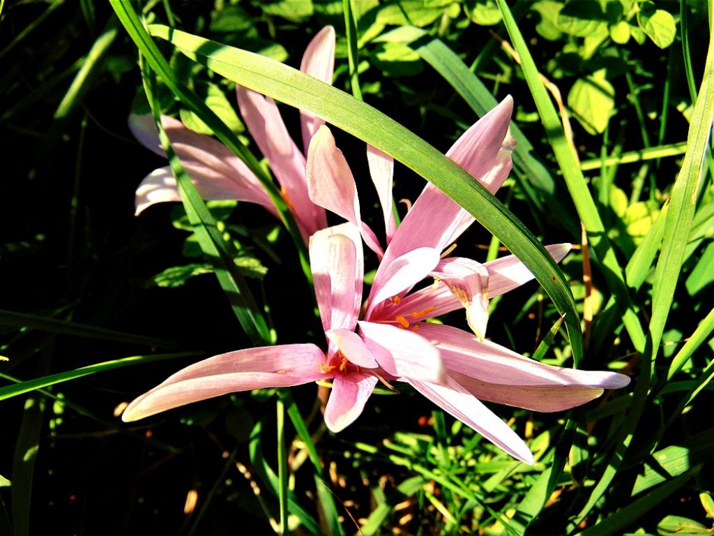 Colchicum autumnale (Colchicaceae)