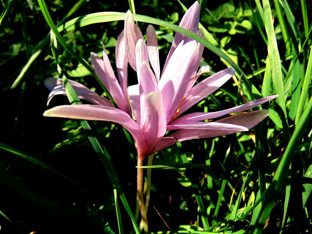 Colchicum autumnale (Colchicaceae)