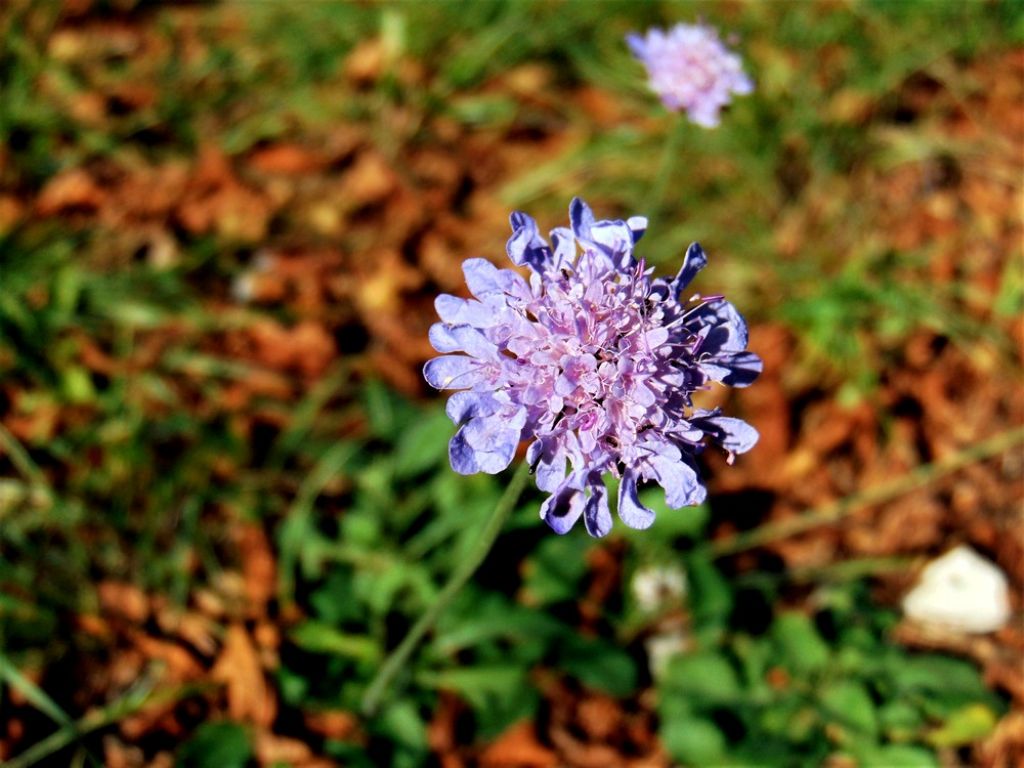 Caprifoliaceae: Scabiosa sp.