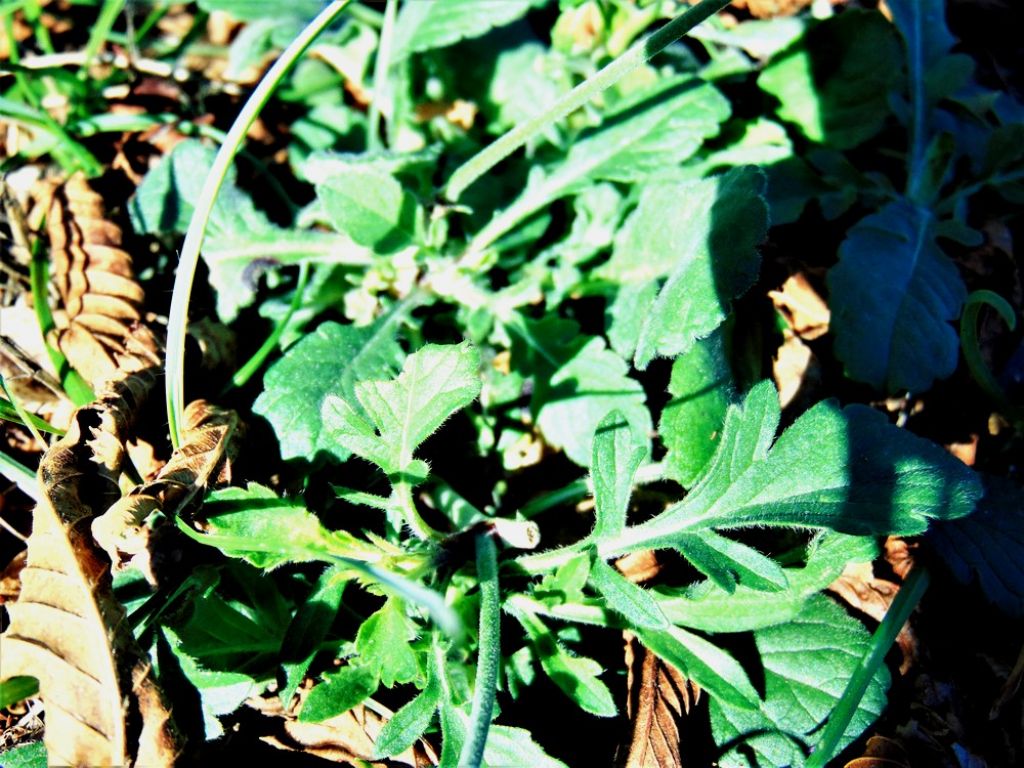 Caprifoliaceae: Scabiosa sp.