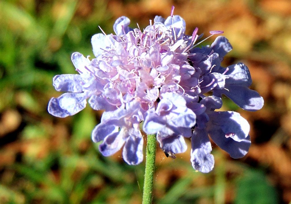 Caprifoliaceae: Scabiosa sp.