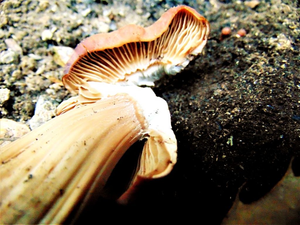 fungo1