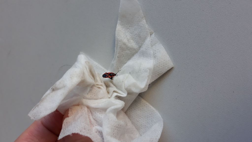 Pyrrhocoridae: Pyrrhocoris apterus f. pennata
