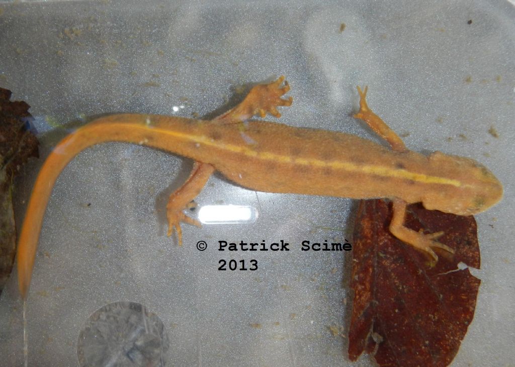 Triturus carnifex leucistici