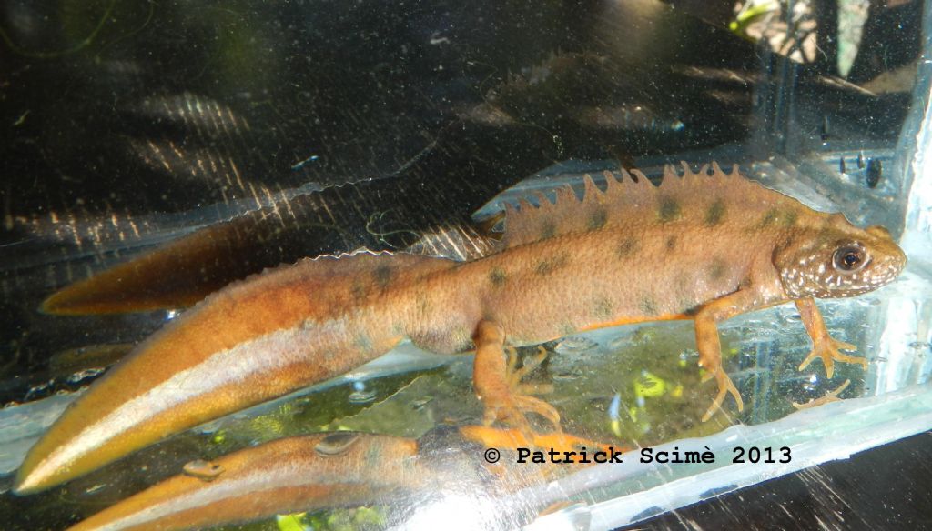 Triturus carnifex leucistici