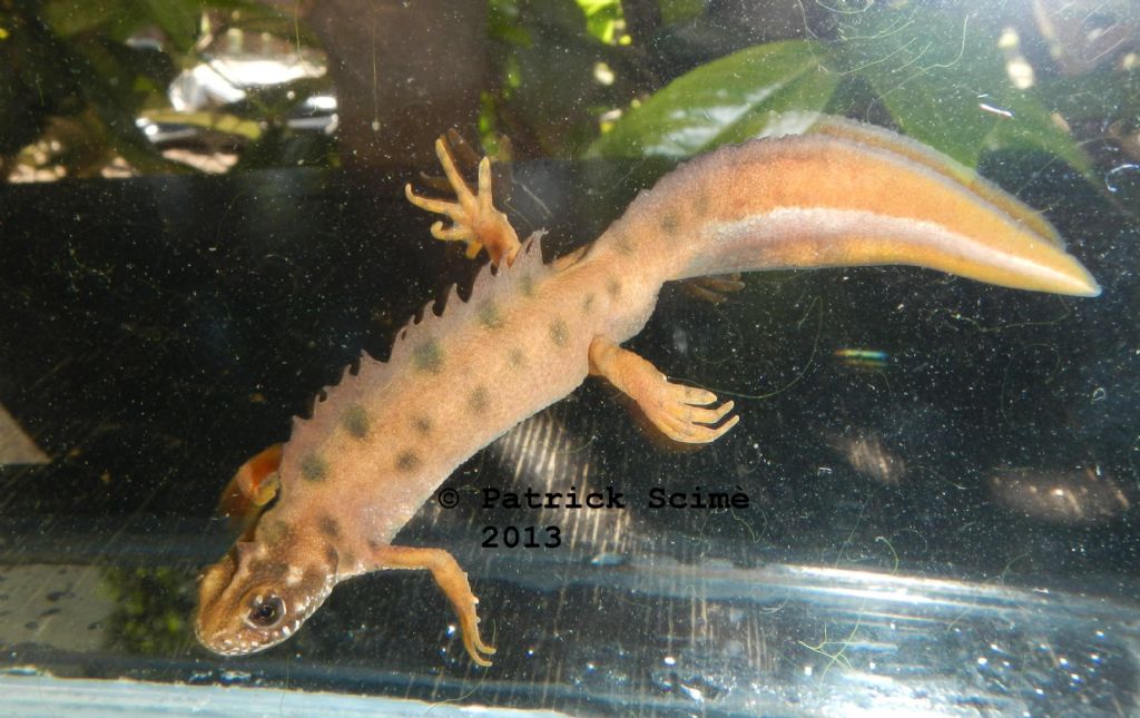 Triturus carnifex leucistici