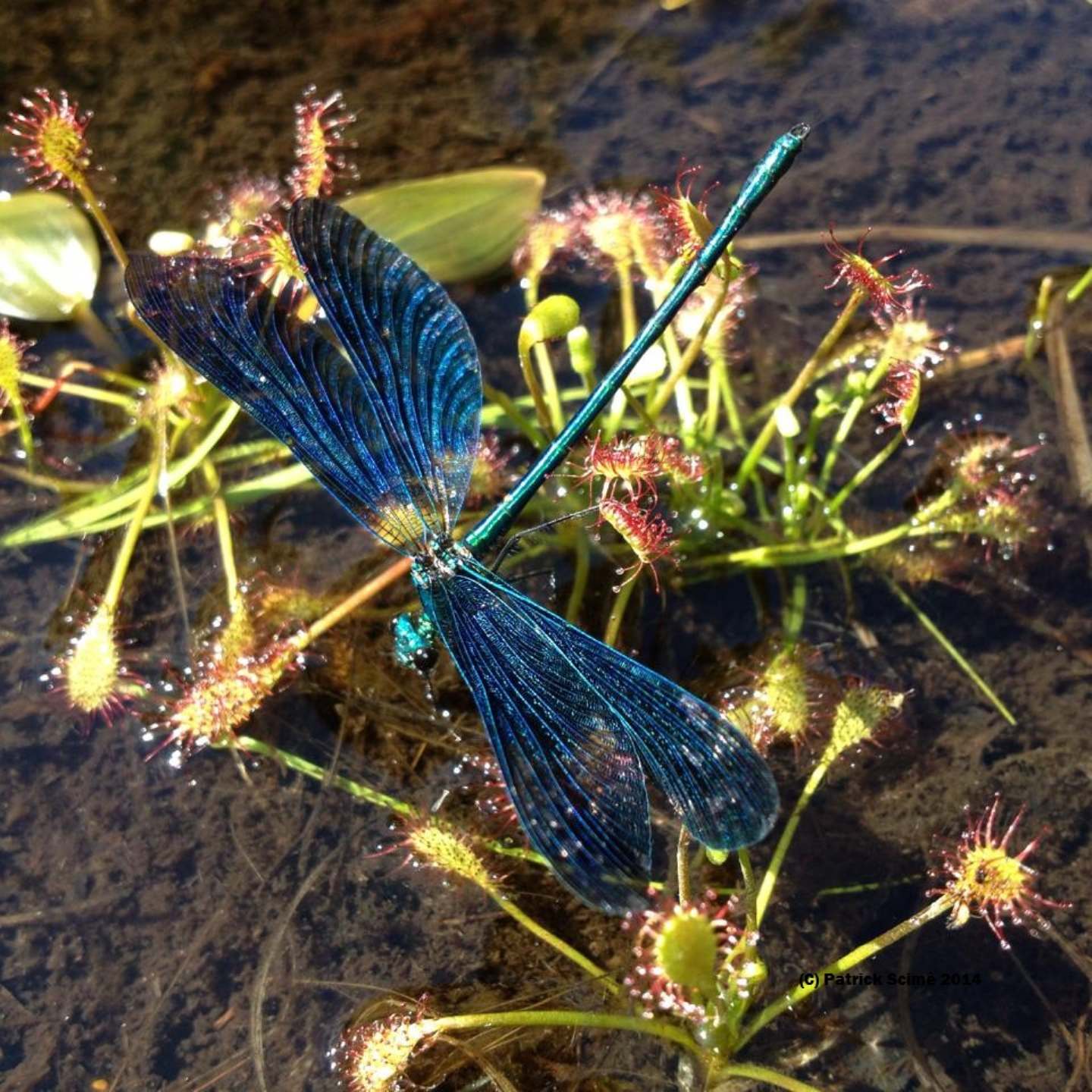 Calopteryx e Drosera (per Dario)