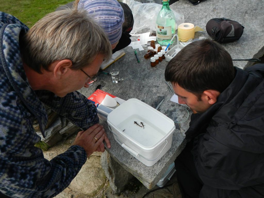 Laghetti alpini: protezione e studio