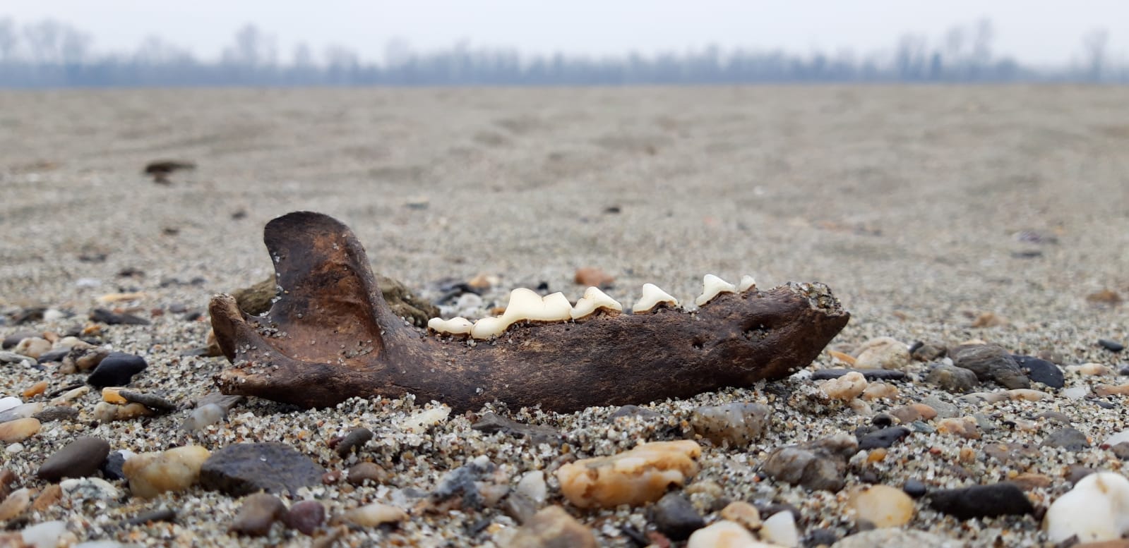Mandibola fossile di lupo o cane?