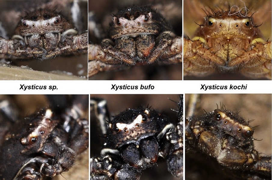 Giovane Xysticus sp. con Messor capitatus - Tolfa (RM)