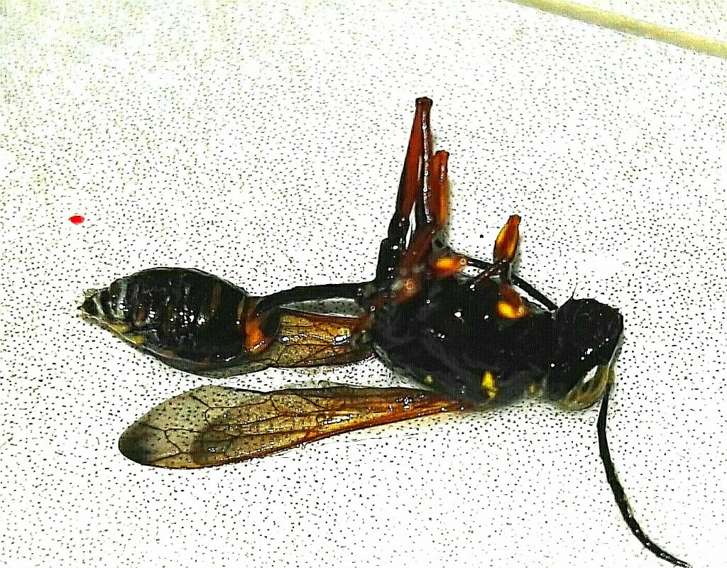 Sphecidae: Sceliphron curvatum