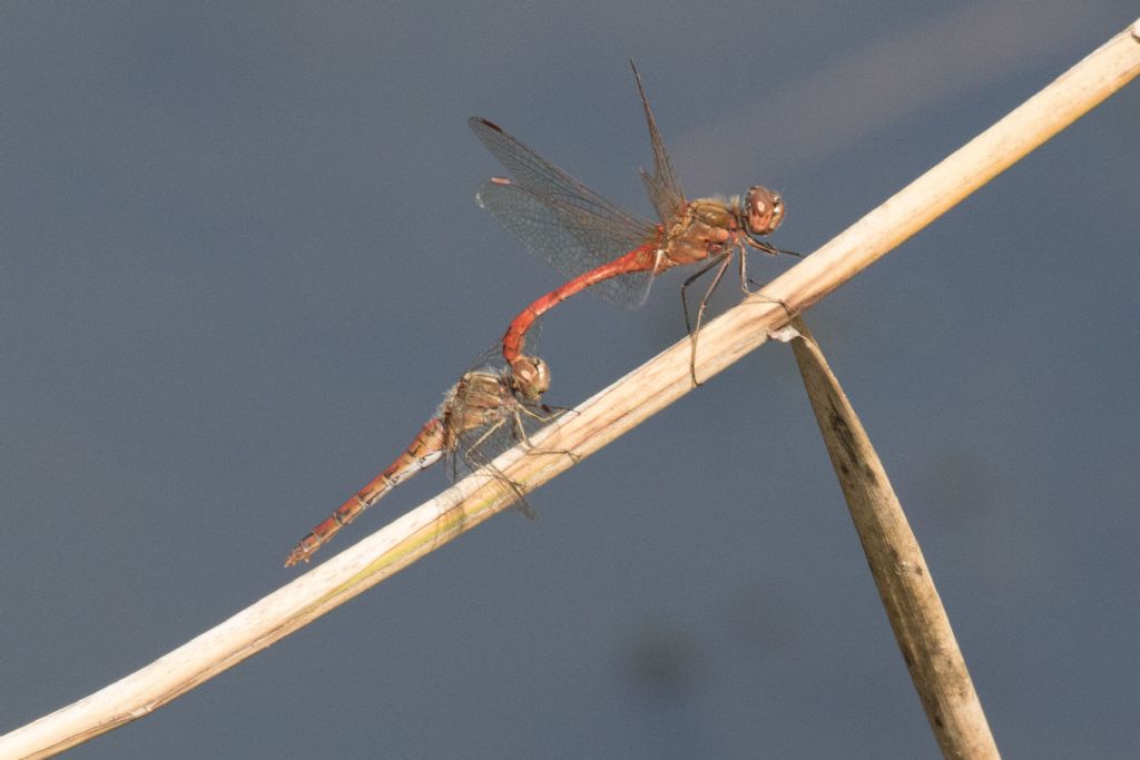 riconoscimento Sympetrum