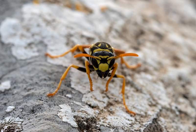 Vespidae: Polistes dominula (cfr.)