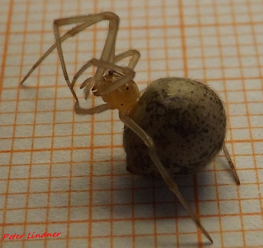 Parasteatoda tepidariorum - Cairate (VA)
