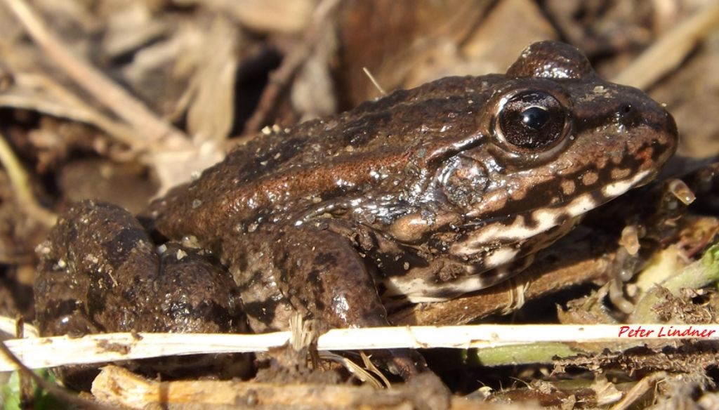 Id rana - Pelophylax sp. (prov. Varese)