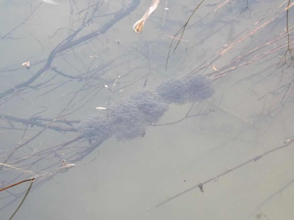 Id rana - Pelophylax sp. (prov. Varese)