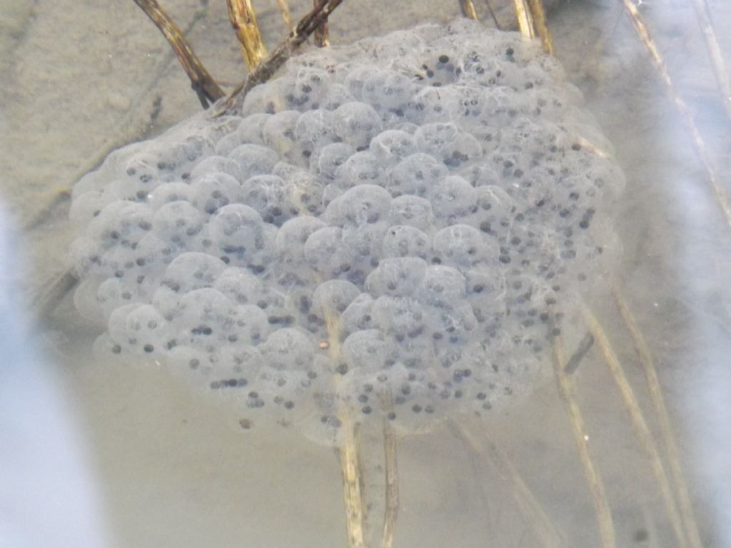 Id rana - Pelophylax sp. (prov. Varese)