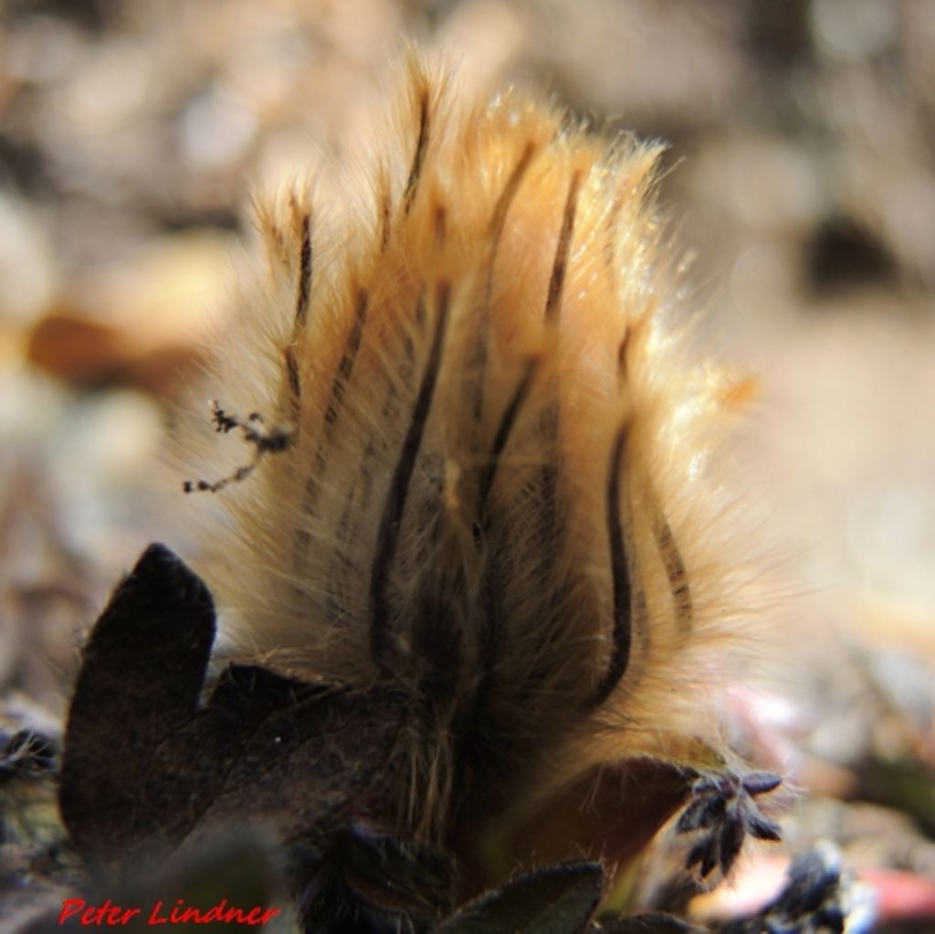 Pulsatilla vernalis