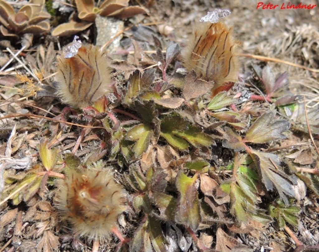 Pulsatilla vernalis