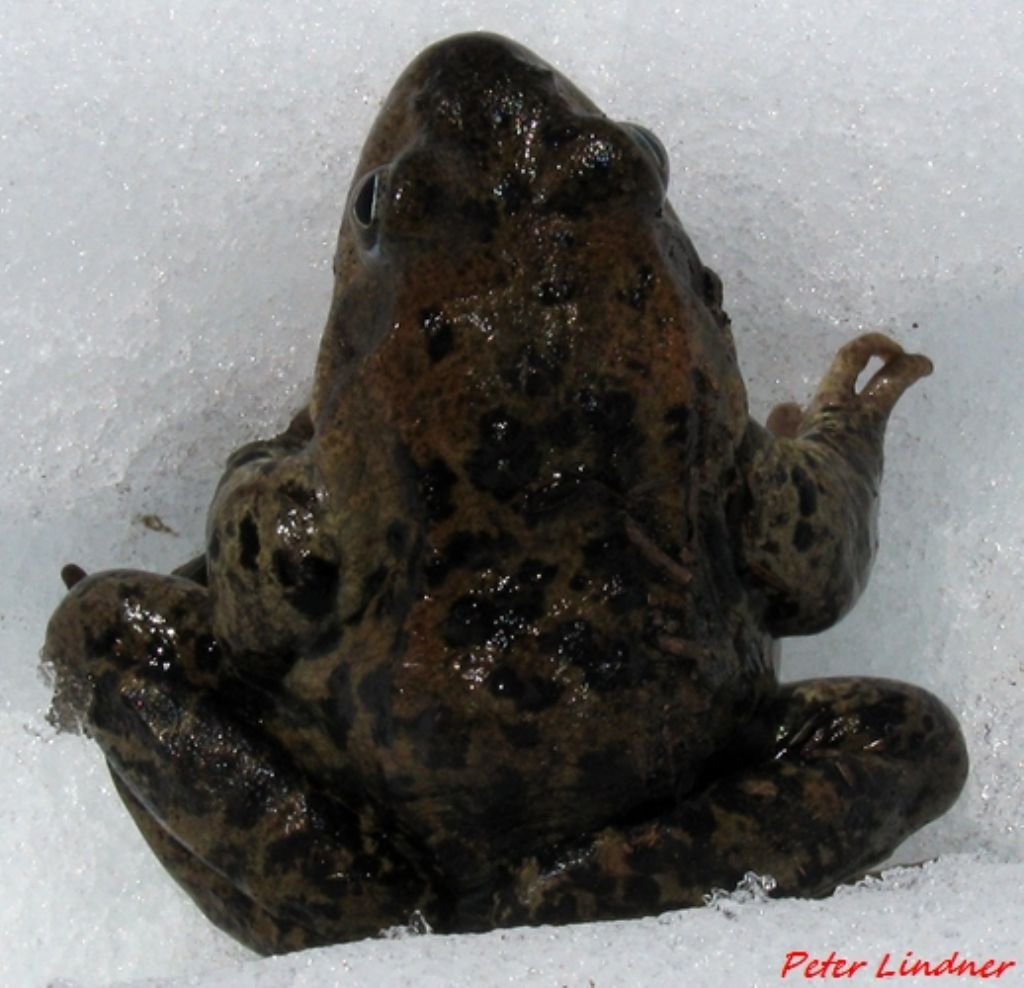 id rana - Rana temporaria