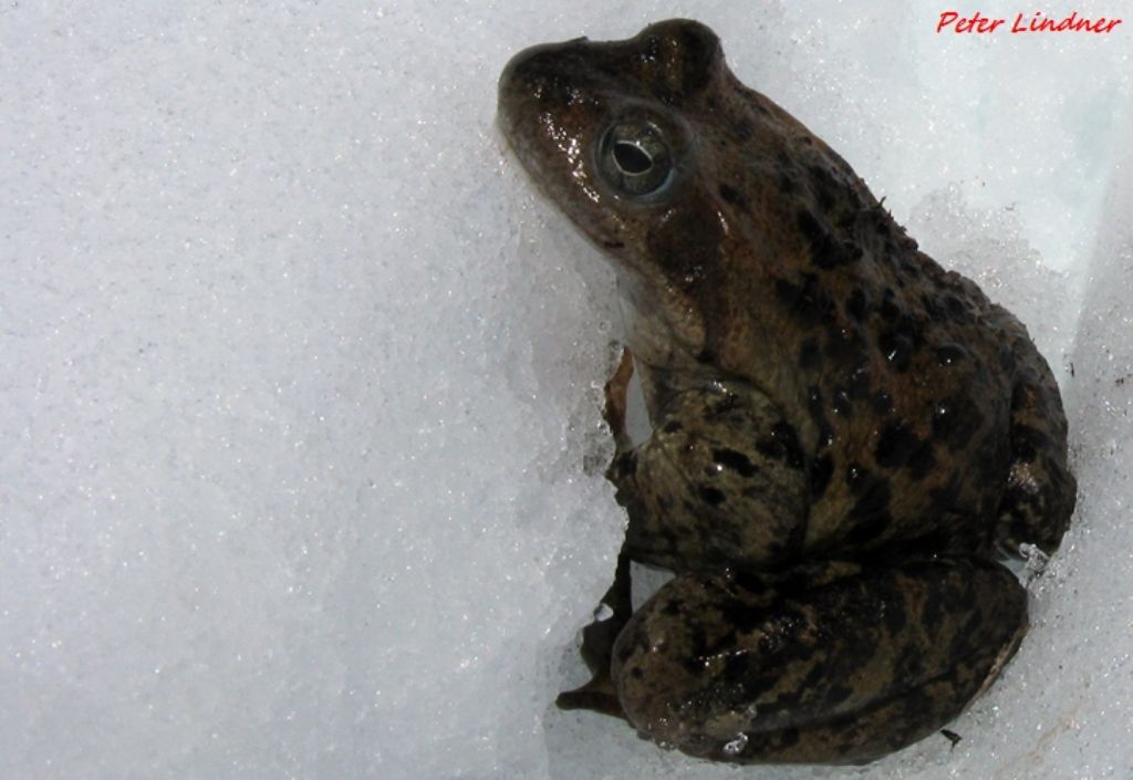 id rana - Rana temporaria