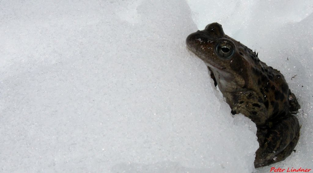 id rana - Rana temporaria
