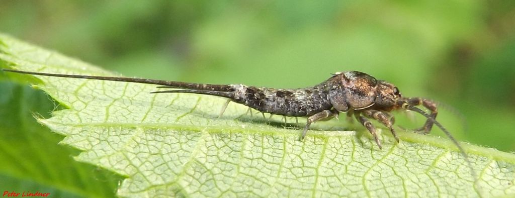 id tisanuro No. Machilidae: Trigoniophthalmus alternatus