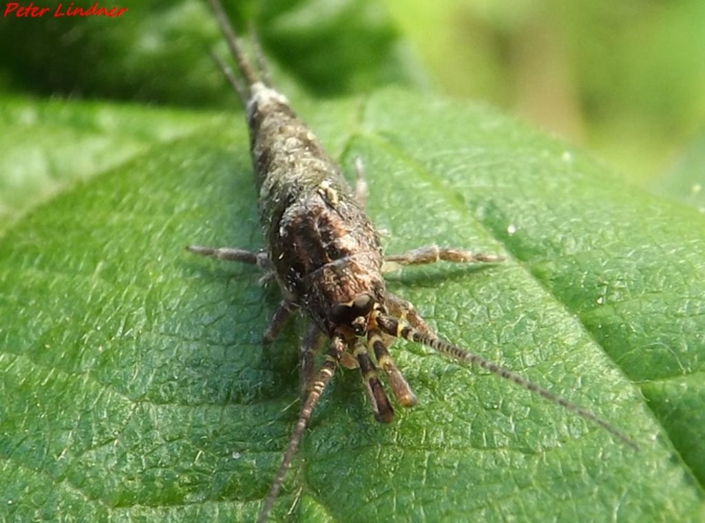 id tisanuro No. Machilidae: Trigoniophthalmus alternatus