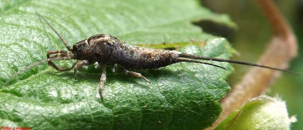 id tisanuro No. Machilidae: Trigoniophthalmus alternatus