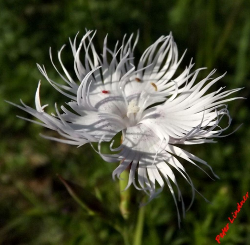Dianthus monspessulanus / Garofano di bosco
