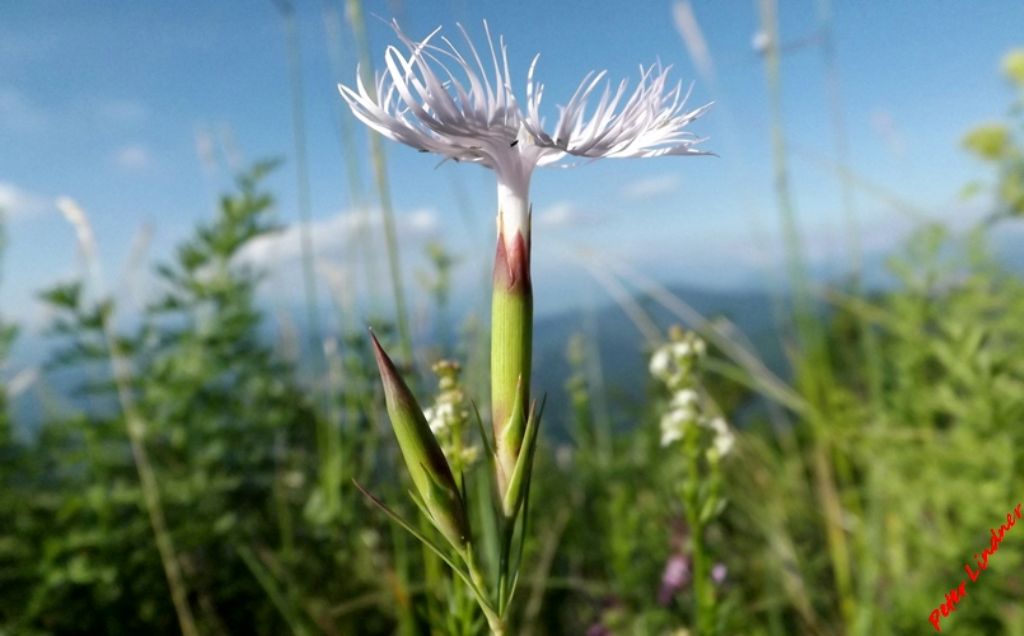 Dianthus monspessulanus / Garofano di bosco