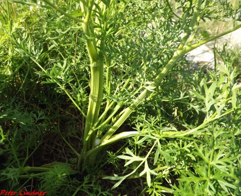 Laserpitium gallicum