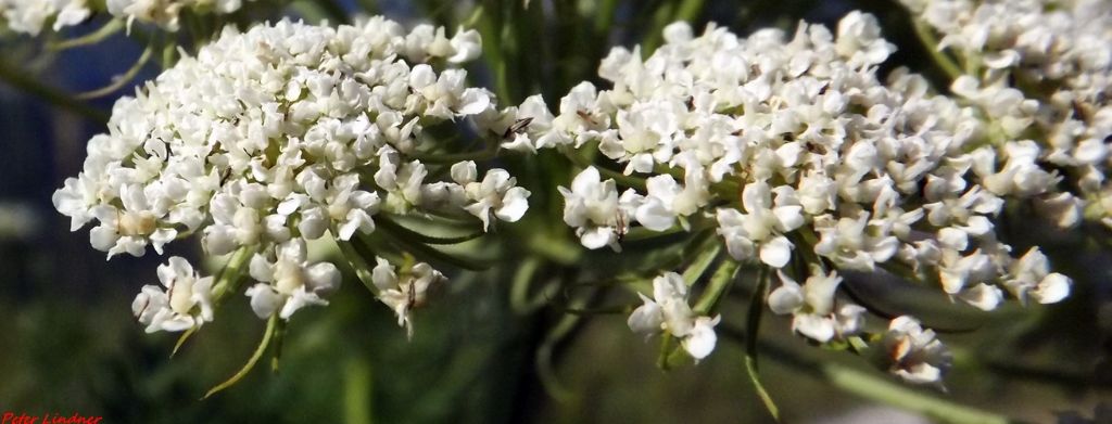 Laserpitium gallicum