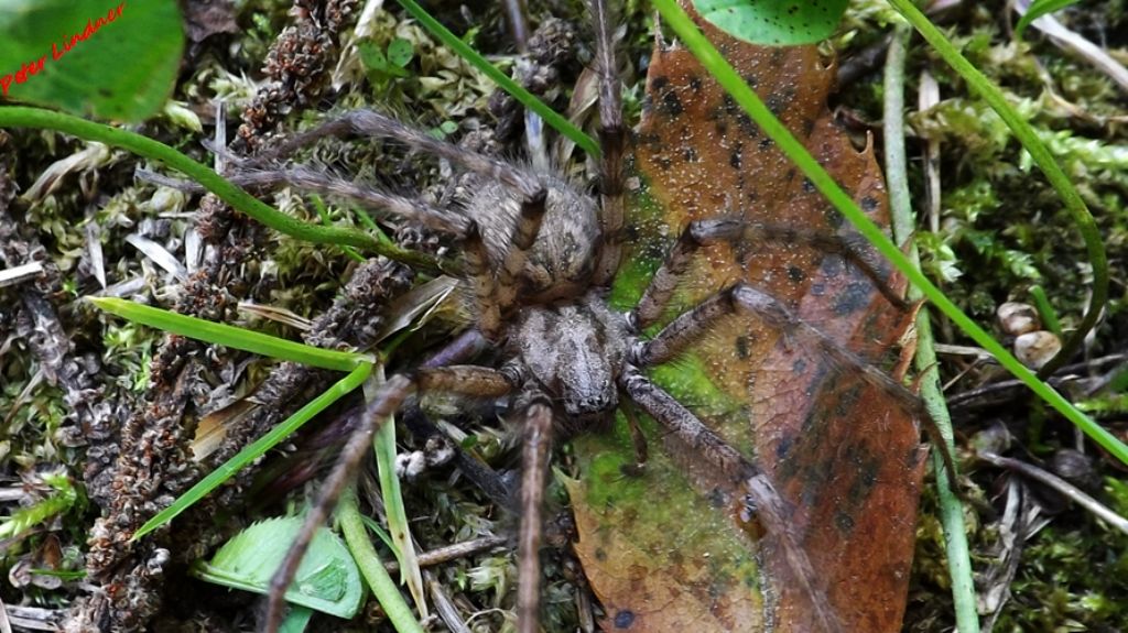 Tegenaria parietina - Val Camonica (BS)