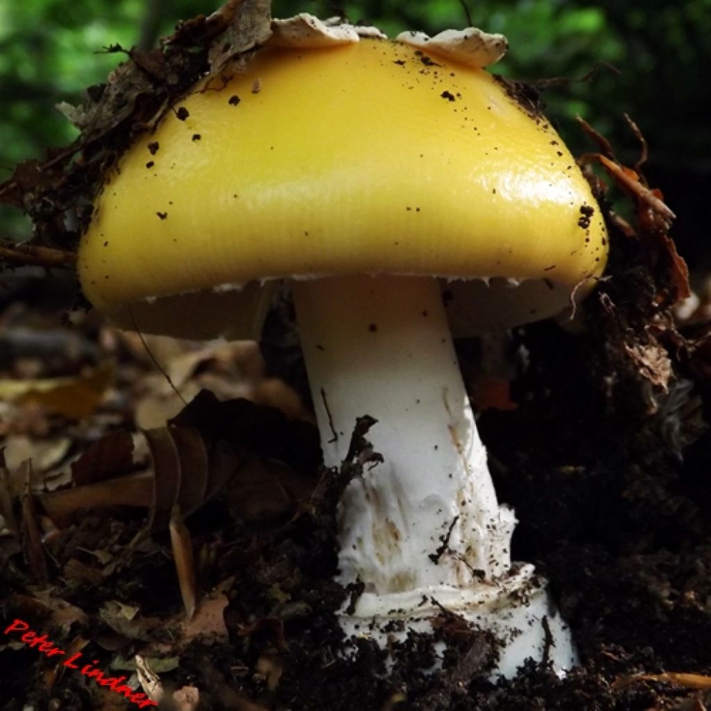 id Amanita