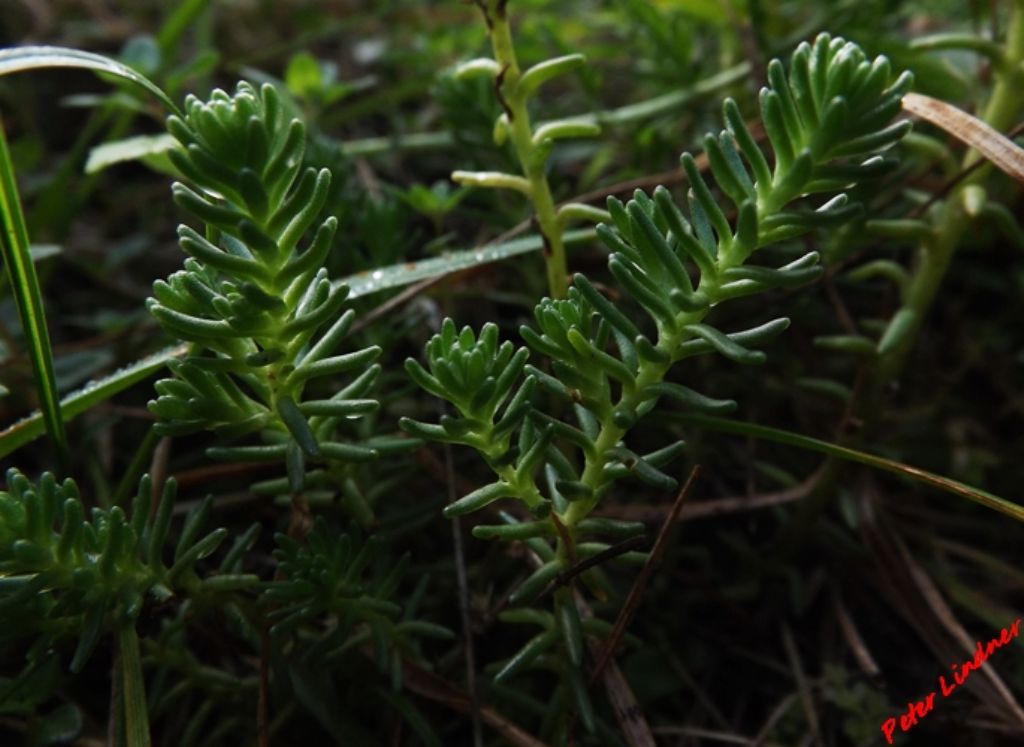 Sedum sexangulare