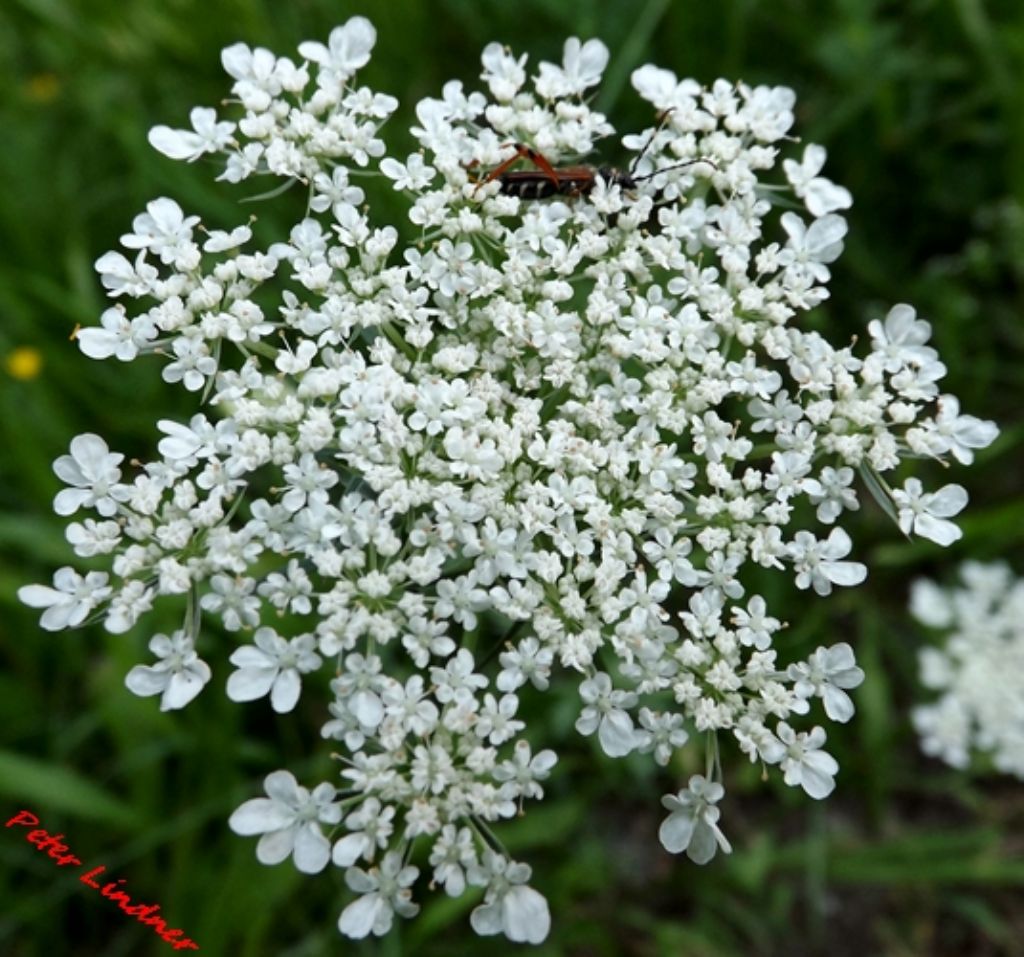 Daucus carota