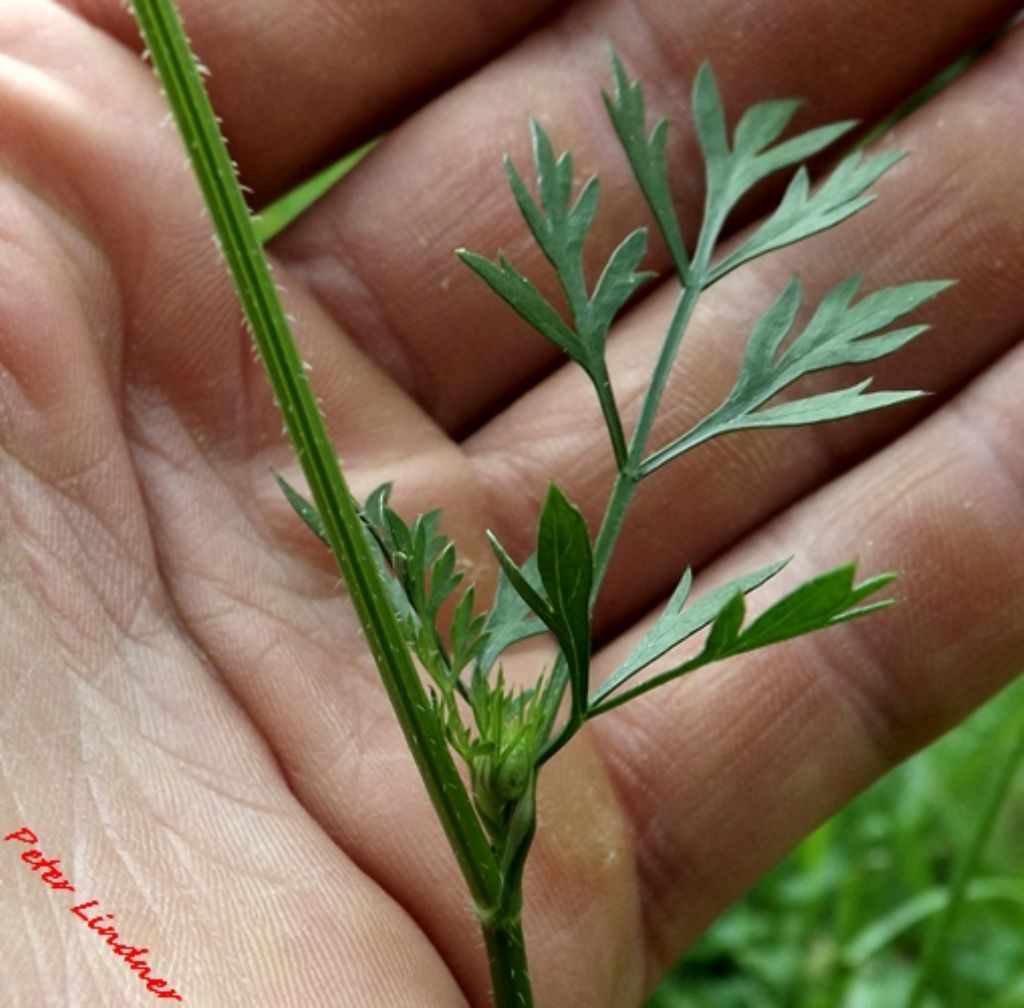 Daucus carota