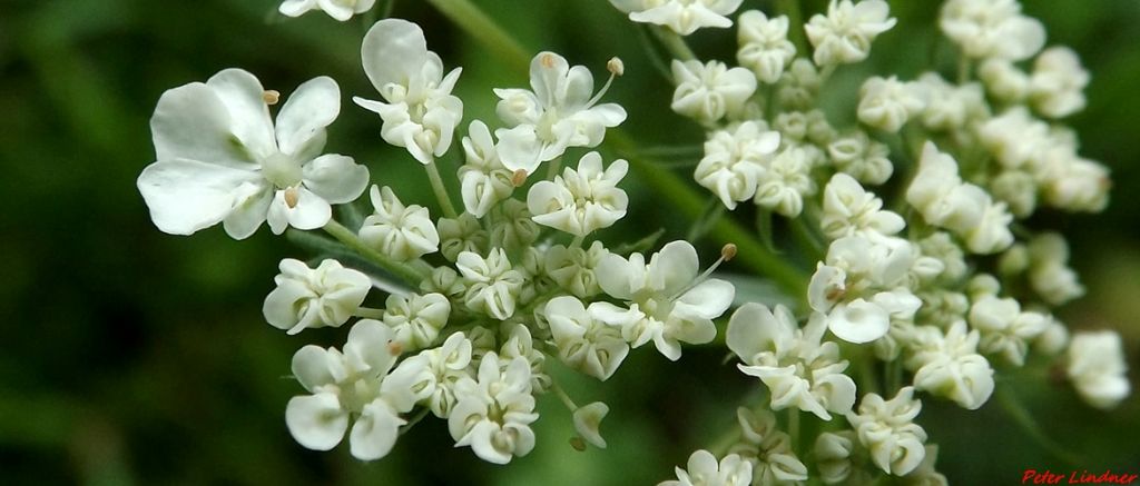 Daucus carota
