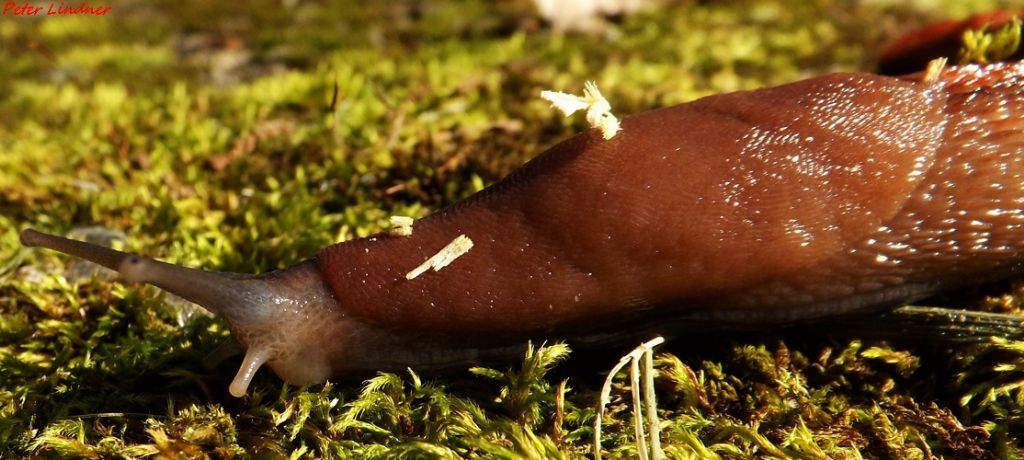 Limax dacampi da Val Camonica (Paspardo - BS)