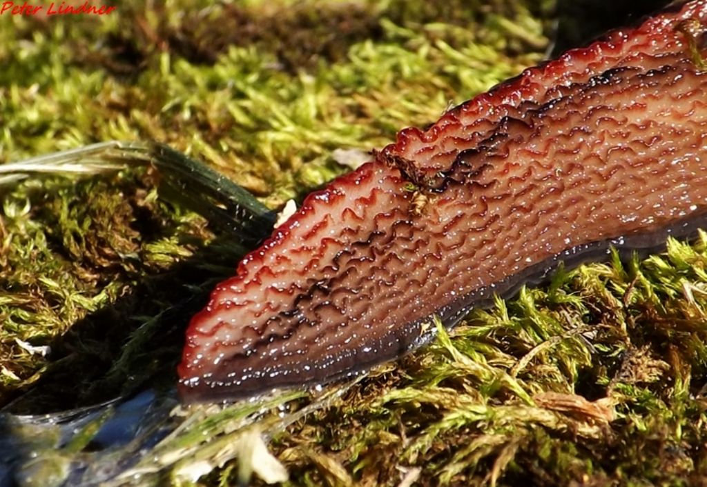 Limax dacampi da Val Camonica (Paspardo - BS)