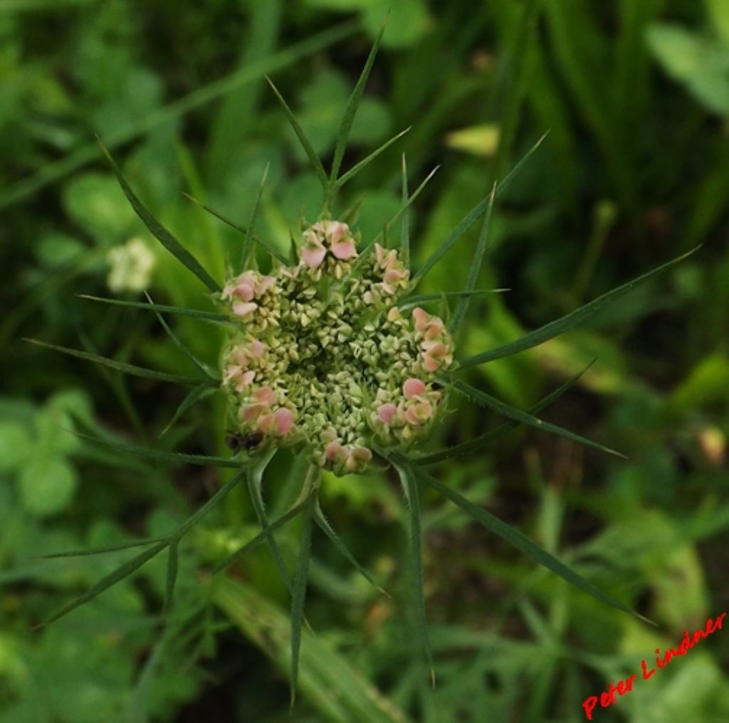 Daucus carota