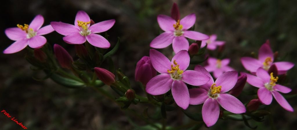 Centaurium erythraea